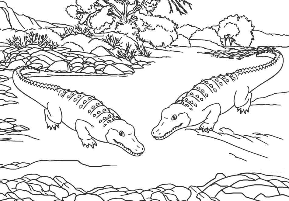 Online coloring book: Two hunting alligators coloring book